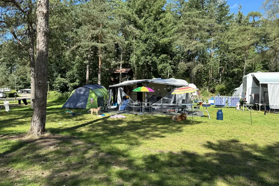 Camping Veluwe kamperen XXL Ekster 33